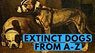 All Extinct Dog Breeds With Pictures (from A to Z)