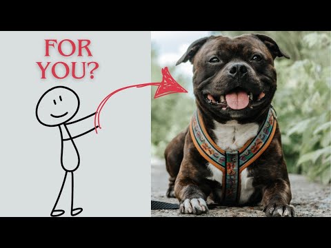 Is a Staffordshire Bull Terrier Right for You