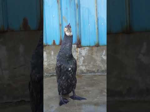 A cormorant swallows a 50cm fish in a few seconds #birds #cormorant #wildlife