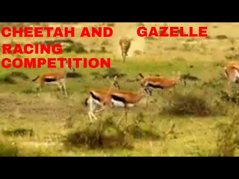 Cheetah And Gazelle Racing Competition, Who Wins/BBC Earth Video