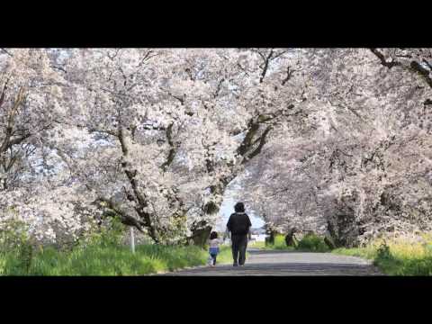 EOS 5D MARK4 孫と桜散歩 美濃路街道  421A1879