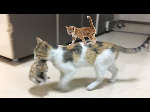 too cute cats and  kittens videos compilation