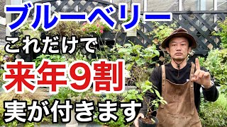 【収穫後】この作業で来年の実つきは2倍以上になります　　　　　　【カーメン君】【園芸】【ガーデニング】【初心者】【ブルーベリー】