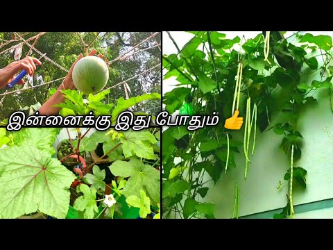 💥Super harvesting for today lunch/Maadi thottam harvest/மாடி தோட்டம் அறுவடை🌾👌