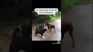 Never Turn Your Back On An Aggressive Dog