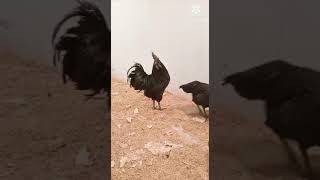 Ayam cemani || AB Fancy Farm Sialkot || #ayamcemani  #fancyhensbusiness #businessathome