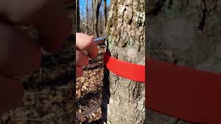 Tapping Maple Trees for Syrup Making #homesteadlife #selfrelience #maplesyrup #treetapping