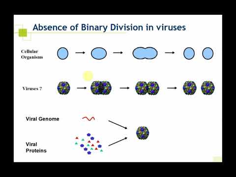 Microbio ABT Viruses and Phages