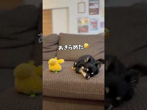 ひよこ🐥がわからないチワワに教えてみたら...#チワワ #chihuahua #dog #チワワのウルくん