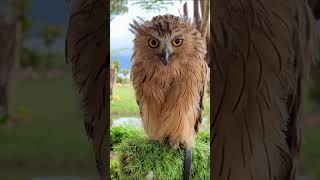 Birds of the Wild #BirdVideos #BirdWatching  #AvianWorld  #Wildlife #FeatheredFriends #WildlifeVideo