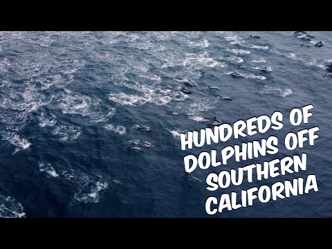 A Beautiful Morning With Hundreds of Dolphins off Dana Point's Coast