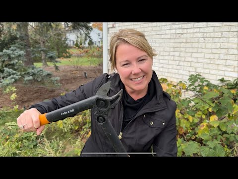 How to Prune Blackberries for better Harvests (More Fall Garden Chores) #gardening #fyp #homemade