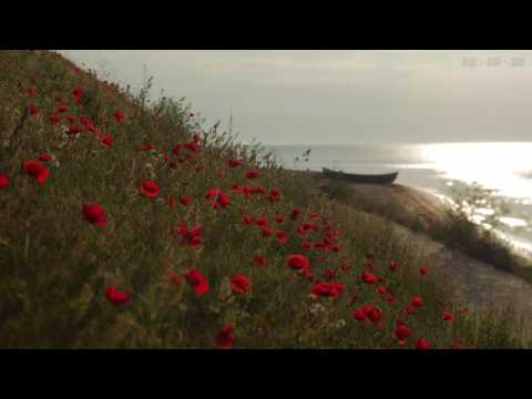 Relaxing Sounds at Seashore with Calm Waves and Light Wind Blowing Through the Red Poppies - 4K