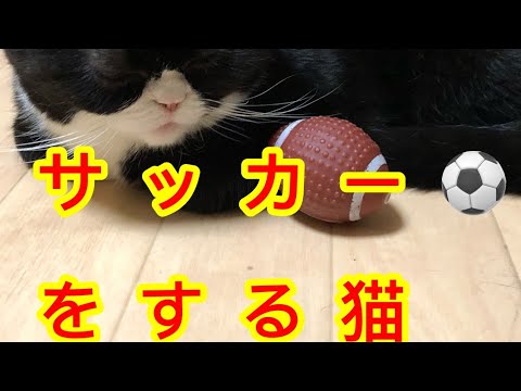 サッカーをする猫