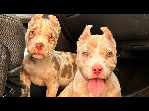 SSKK American Bullies! How we looking??