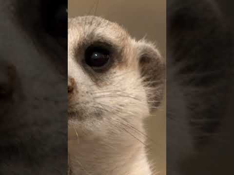 The Life of Meerkats  #wildlife #animaldocumentary #nature #shorts