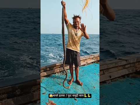 the sea snake 7to 8 ft || 7 किंवा 8 फूट समुद्री साप 🐍#fishing #snake #seasnake #fishmarket