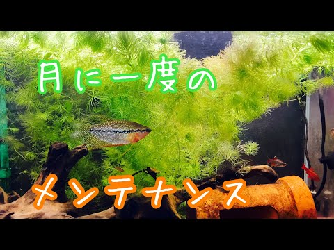 熱帯魚水槽の月に1度のメンテナンスです。　#アクアリウム  #水草  #熱帯魚