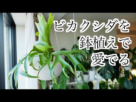 【ビカクシダ】鉢植えで育てる！わが家のハンギング方法