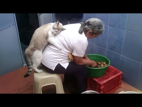 Cats Love Their Owner On A Different Level But It's Real Love