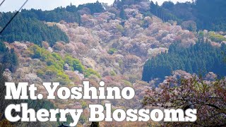 Amazing Cherry Blossoms of "Yoshinoyama" with Cherry Blossoms Shower