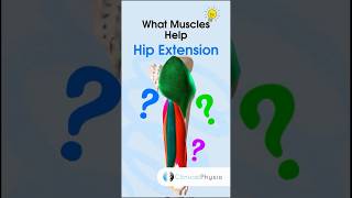 Hip Extension Muscles #physiotherapy #physicaltherapy #anatomy #hipextension