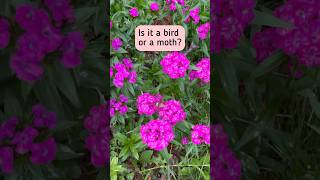 Is it a bird or a moth? #garden #gardenlife