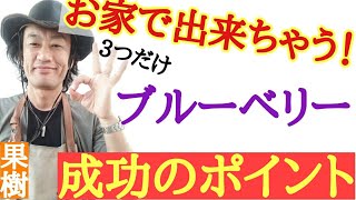 【ポイントは3つです！】ビッグな園芸店　店長が教える　ブルーベリー栽培の最大のポイントを３つお伝えします　これをおさえれば自宅でブルーベリーが必ず採れるようになりますよ