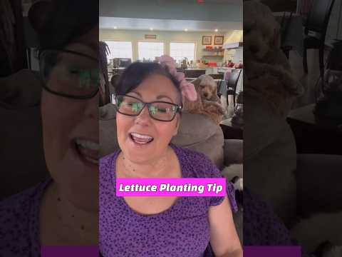 Lettuce Planting Tip