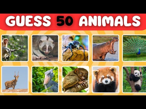 Guess 50 Animals in Just 3 Seconds – Can You Do It?|The Quiz Show