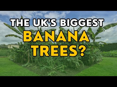 Are these the UK's biggest banana trees? (Musa basjoo)