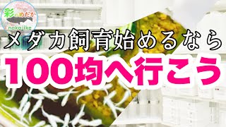 メダカ飼育を始めるならまず100均商品をチェックしてみましょう♪