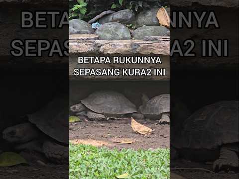 KELUARGA KURA-KURA BAHAGIA🐢#kurakura #kurakuralucu #turtle #turtledoves#cuteanimals#cute #funnyvideo