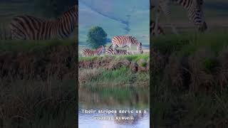 Stripes of Africa: Zebras #naturejourney #africa