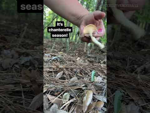 We Love Foraging Wild Mushrooms On The Farm!  Summer in the South Means Chanterelles!