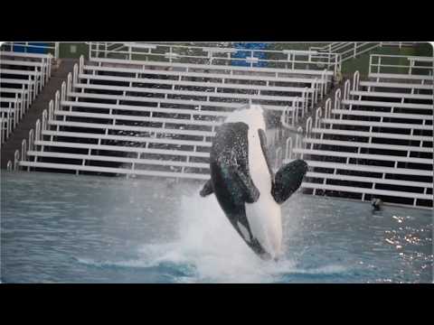 Orca Training Sessions - SeaWorld San Diego - January 3, 2024