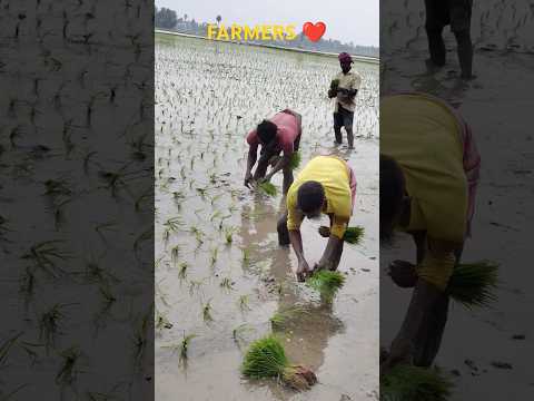 JAI JAWAN JAI KISAN @LPNVLOGS #LPNVLOGS #farming #farmer #jaijawanjaikisan #jaijawan #agriculture