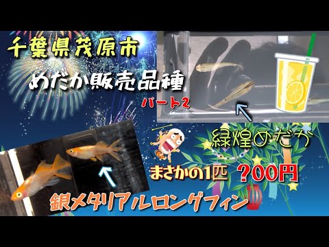 【茂原七夕祭り】千葉県茂原市で開催される大型イベント！めだか販売する品種を紹介パート2。驚きの値段と品種！？#コラボ#レモネード#メダカ#安い#2024