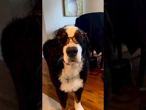 Bernese Mountain Dog | Blocking out the Haters