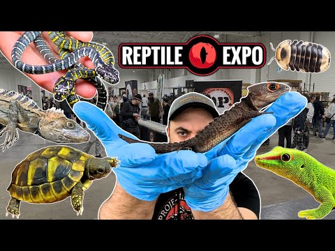 I got 2 GIANT Croc Skinks + 8 RARE pets at the Toronto Reptile Expo! April 2024