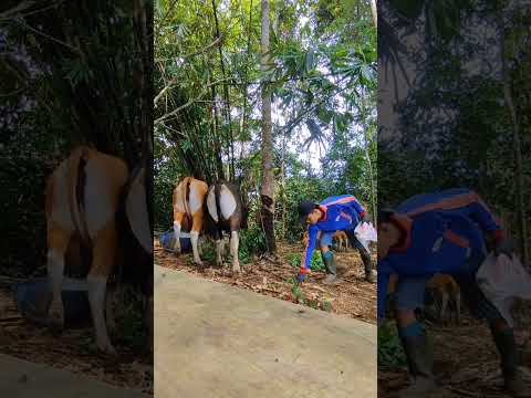 a day in his life moooo #lewatberandayt #ytberanda #fyp #sapilucu #sapi