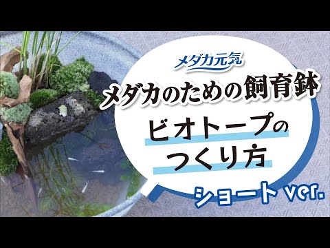 ショートver.【1分で分かる！】メダカ専用鉢を使ったビオトープの作り方