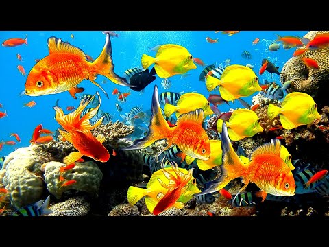 Carp Fish Goldfish | aquarium fish video |fish tank video