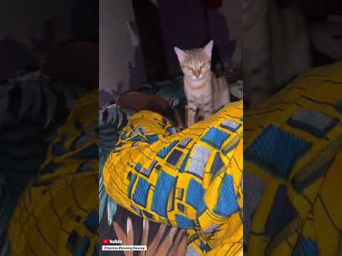 POV: when you have to beg your cat to sleep at 3am😩 so you can also sleep 😭 #cat #catvideos.