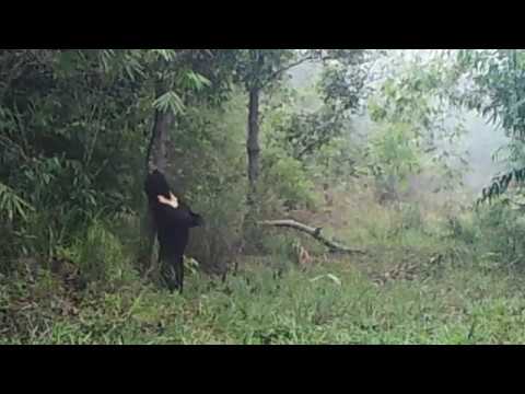 Sun bears relaxing in the Cardamom Mountains