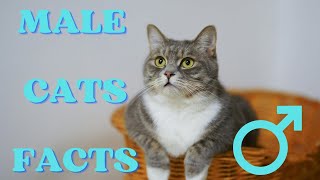 12 Surprising Facts About Male Cats (#12 is Amazing!)