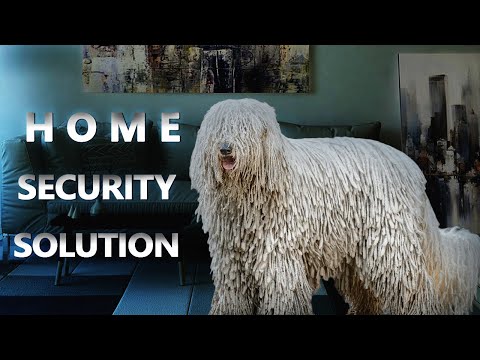 THE KOMONDOR DOG - BEST DOG TO PROTECT YOUR HOME FROM BURGLARS