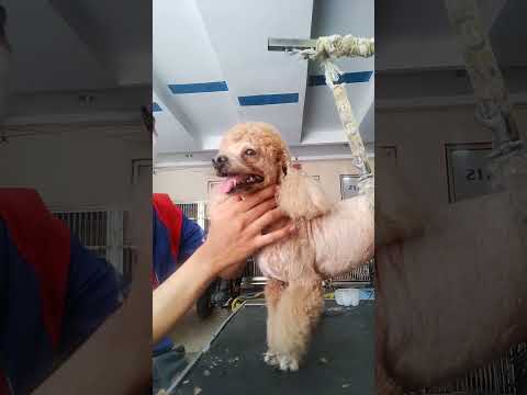 grooming poddle 22 Januari 2024 #poddle #grooming #dog #dogs