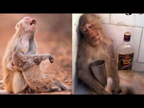 जानवरों के इन 6 अजीबो-गरीब बर्ताव को देखकर दंग है पूरी दुनिया | Top 6 Animals Weird Behavior