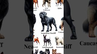 Most deadliest🔥Neapolitan mastiff dog🐶#shortsfeed #viralvideo #shorts #neapolitanmastiff